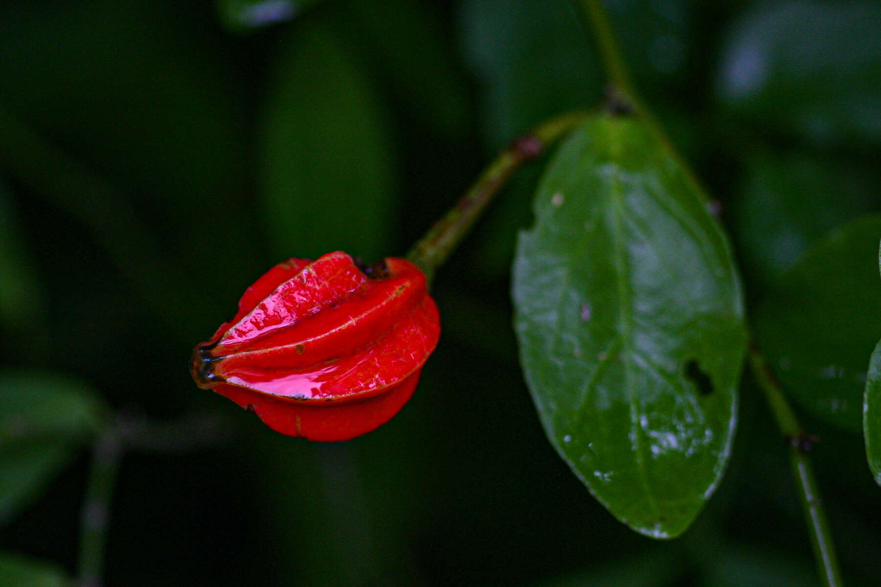 Image of Capparis erythrocarpos Isert