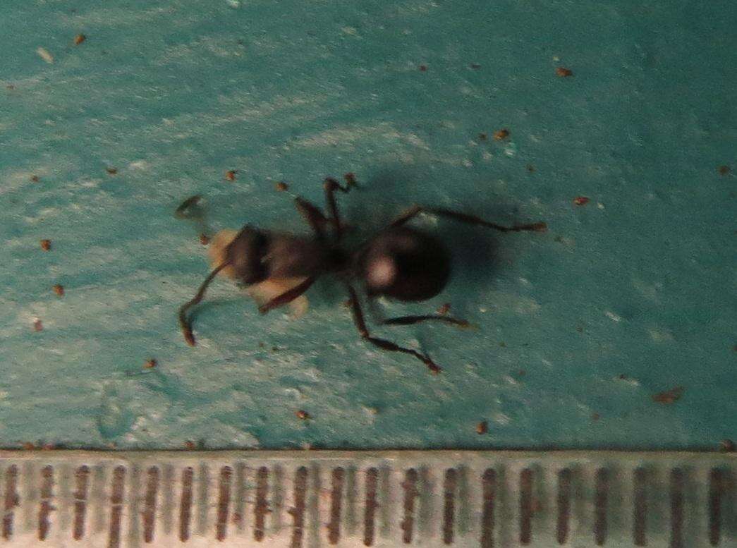 Plancia ëd Polyrhachis spinicola Forel 1894