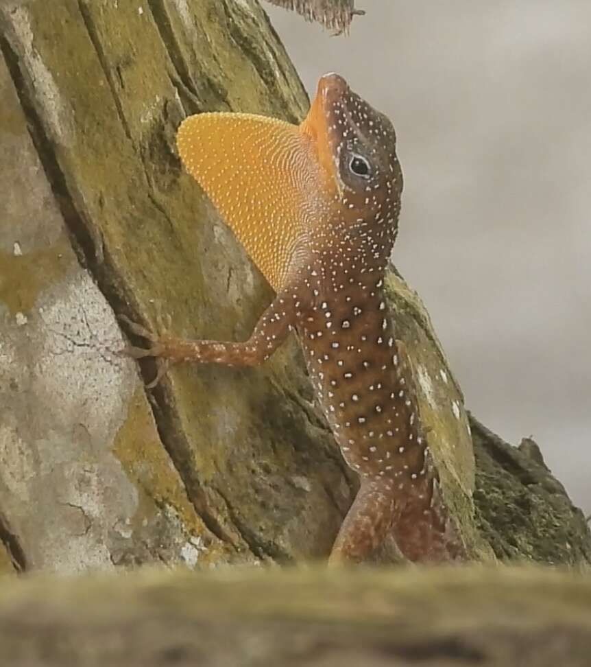 Слика од Anolis oculatus winstonorum Lazell 1962