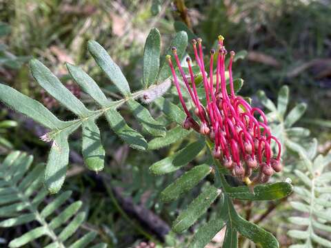 Image of Caley's grevillea