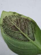 Image of Basil downy mildew