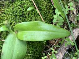 Image of Satyrium rupestre Schltr. ex Bolus