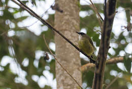 Image of Mindanao White-eye