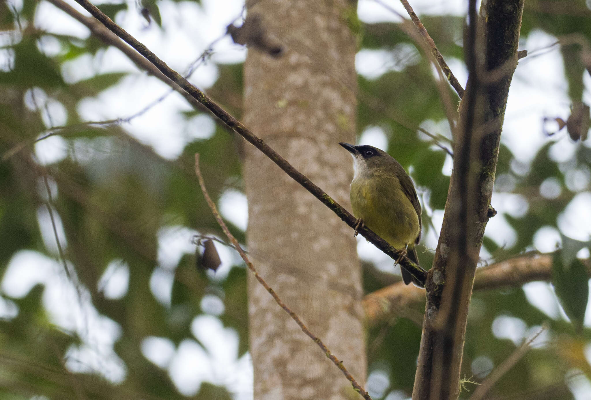 Image of Mindanao White-eye