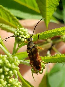 Image of Banded Longhorn