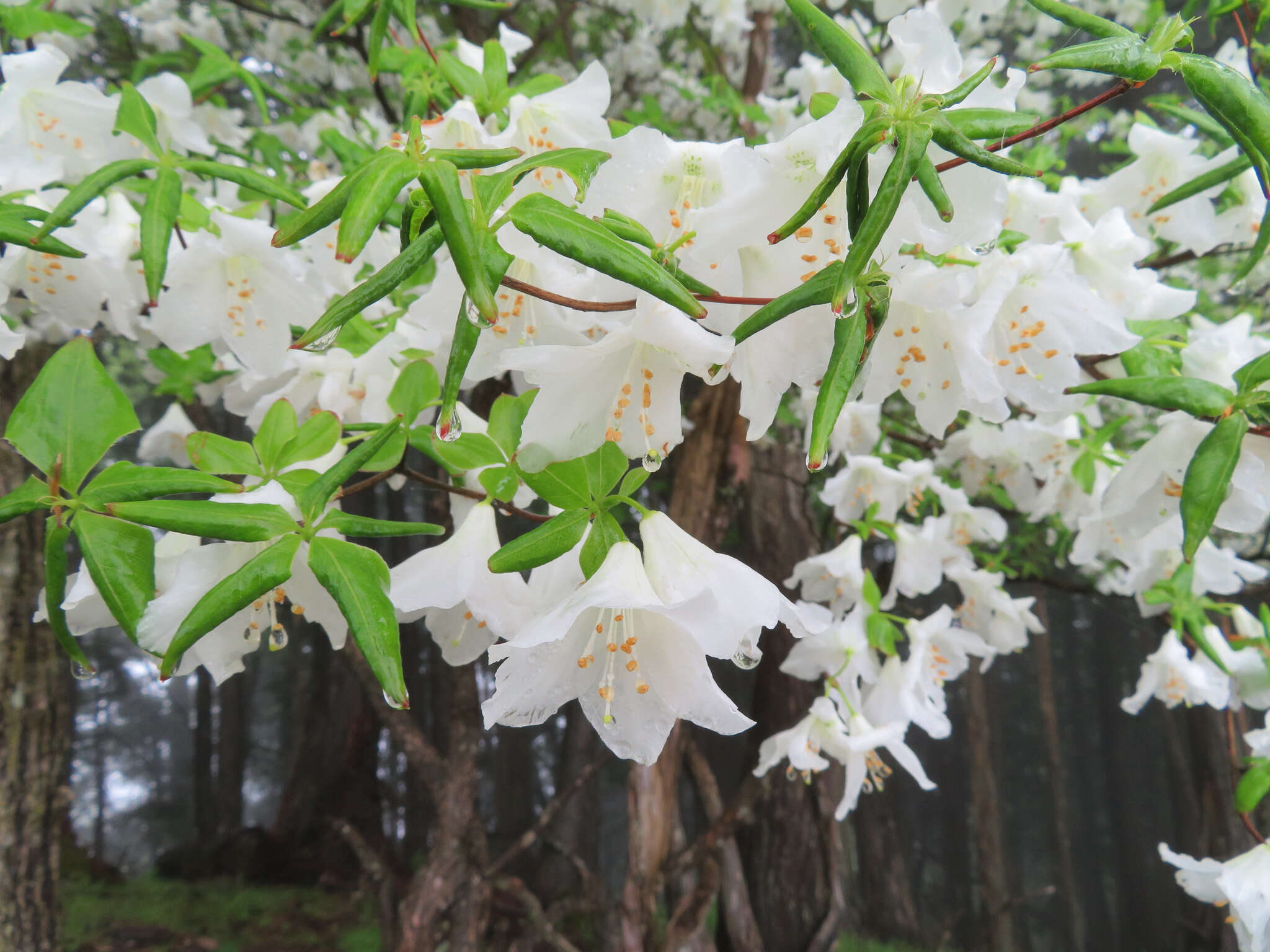 Imagem de Rhododendron quinquefolium Bisset & S. Moore