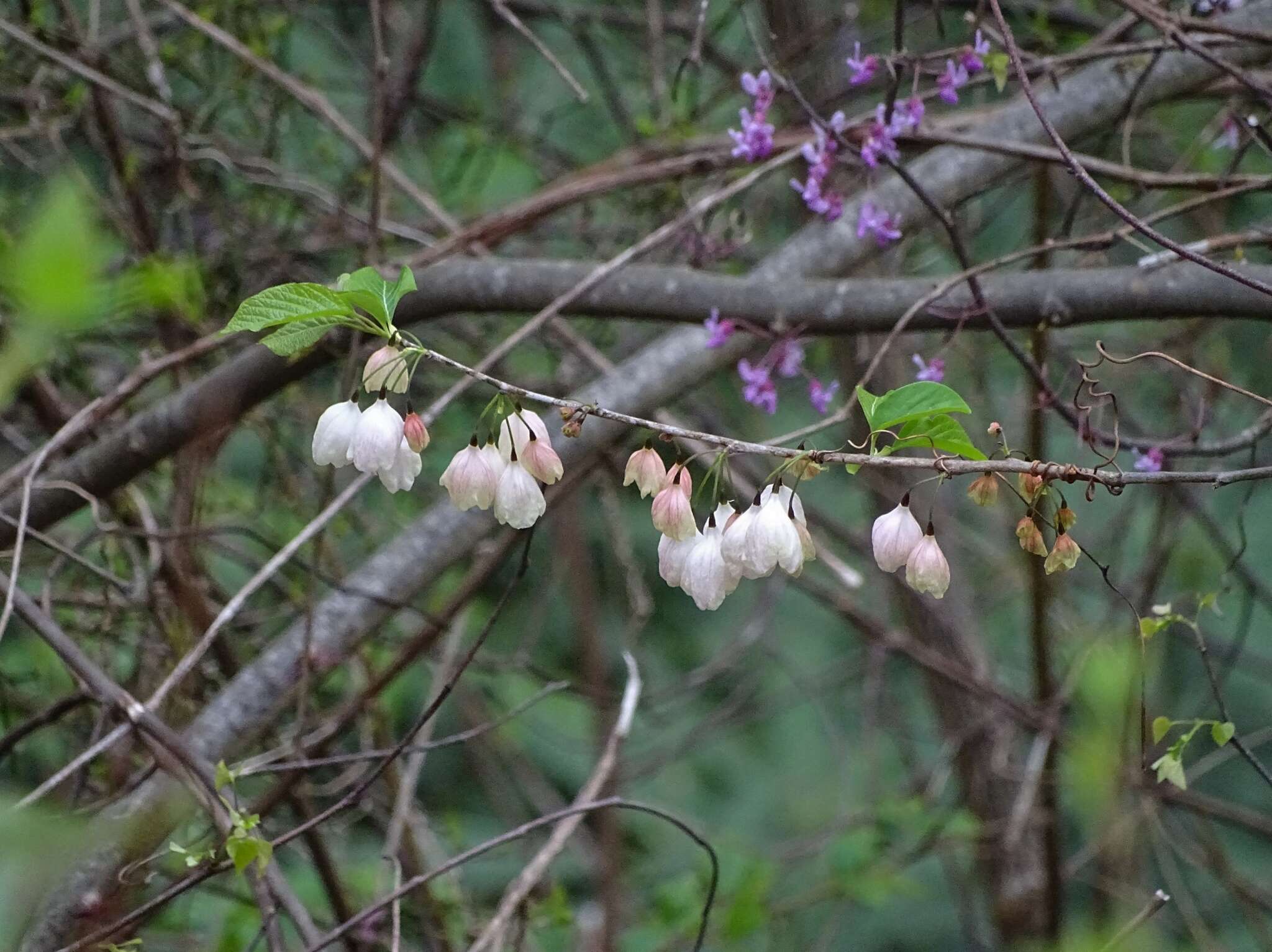 Image of mountain silverbell