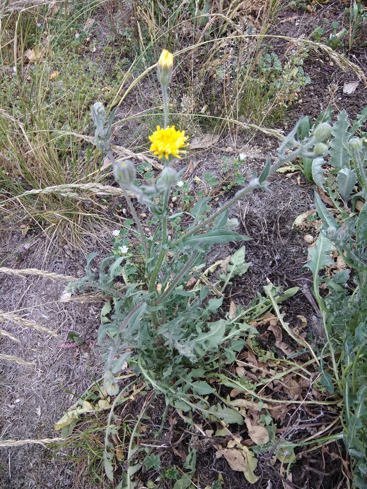 Imagem de Crepis marschallii (C. A. Mey.) Sch. Bip.