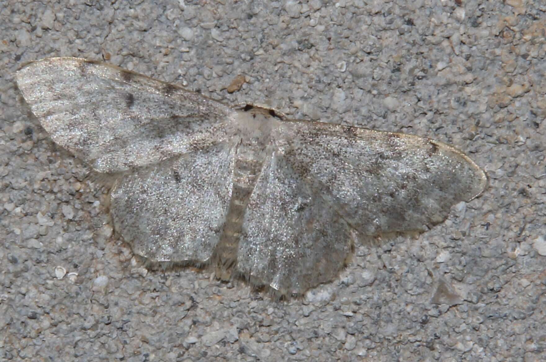 Image of Idaea camparia Herrich-Schäffer 1851