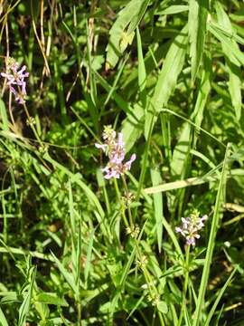 Image of Stachys harleyana A. Pool