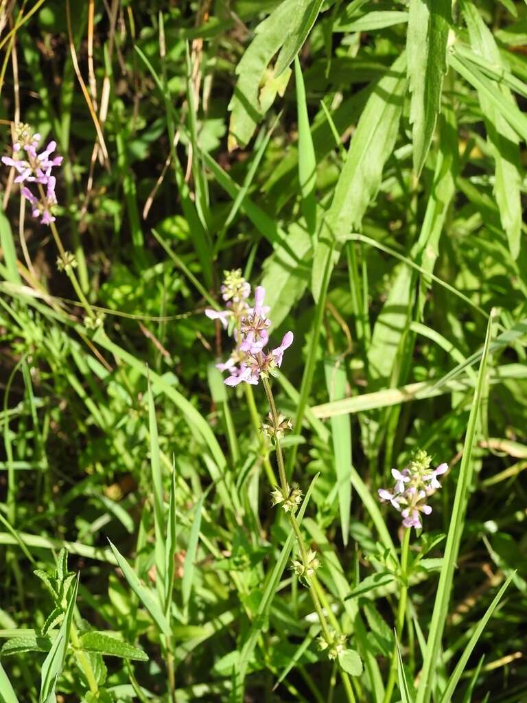 Imagem de Stachys harleyana A. Pool