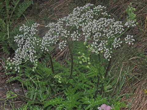 Imagem de Chaerophyllum villarsii W. D. J. Koch