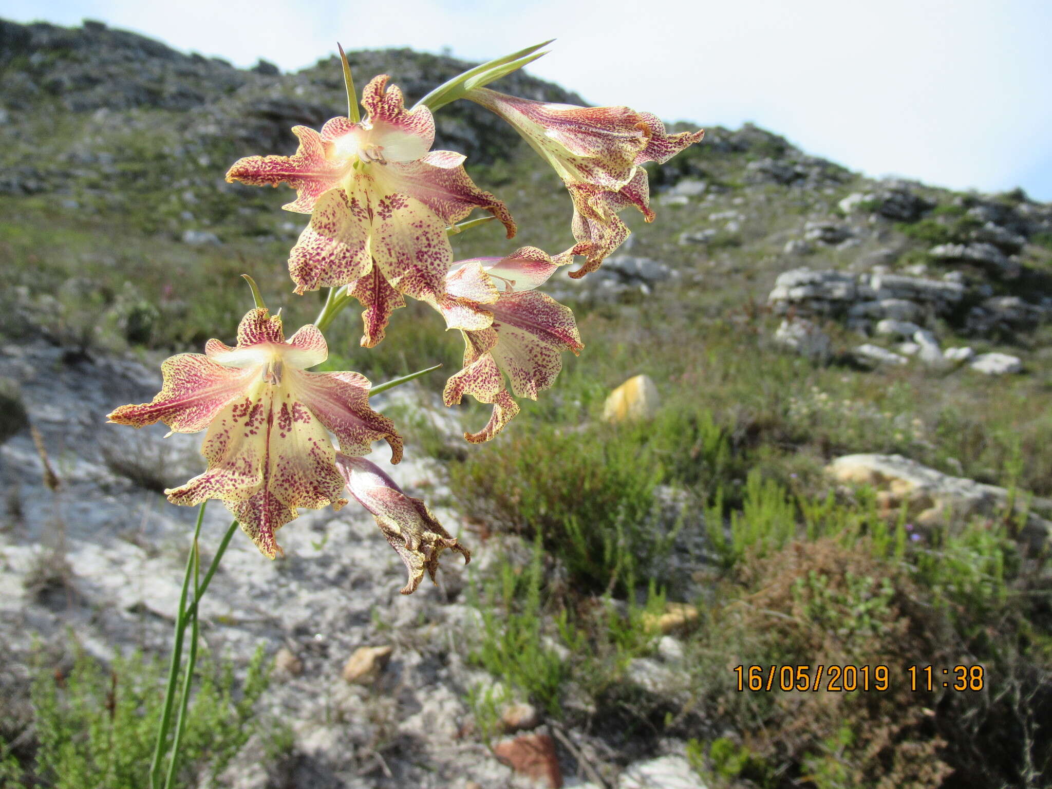 Plancia ëd Gladiolus maculatus Sweet