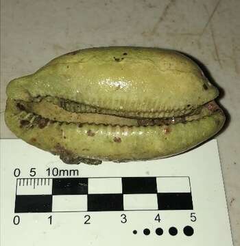 Image of measled cowrie