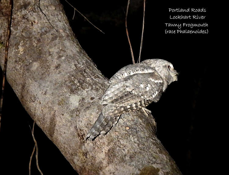 Image of Podargus strigoides phalaenoides Gould 1840