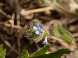 Слика од Bothriospermum longistylum Q. W. Lin & Bing Liu