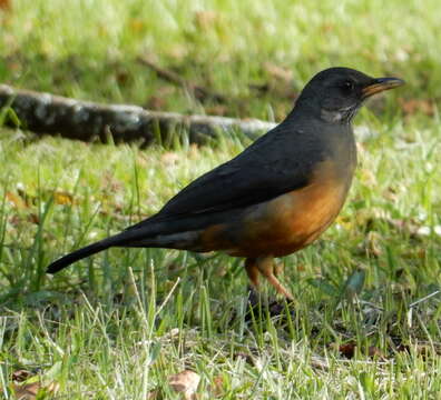 Image of Turdus olivaceus pondoensis Reichenow 1917