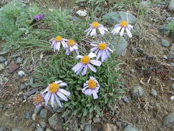 Image of Aster eremophilus Bunge