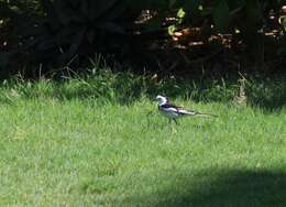 Image of Motacilla alba leucopsis Gould 1838