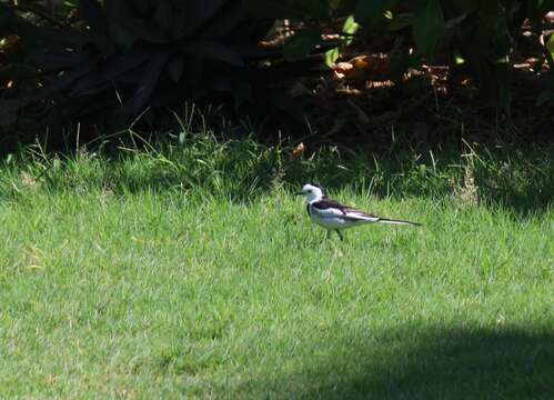 Image of Motacilla alba leucopsis Gould 1838