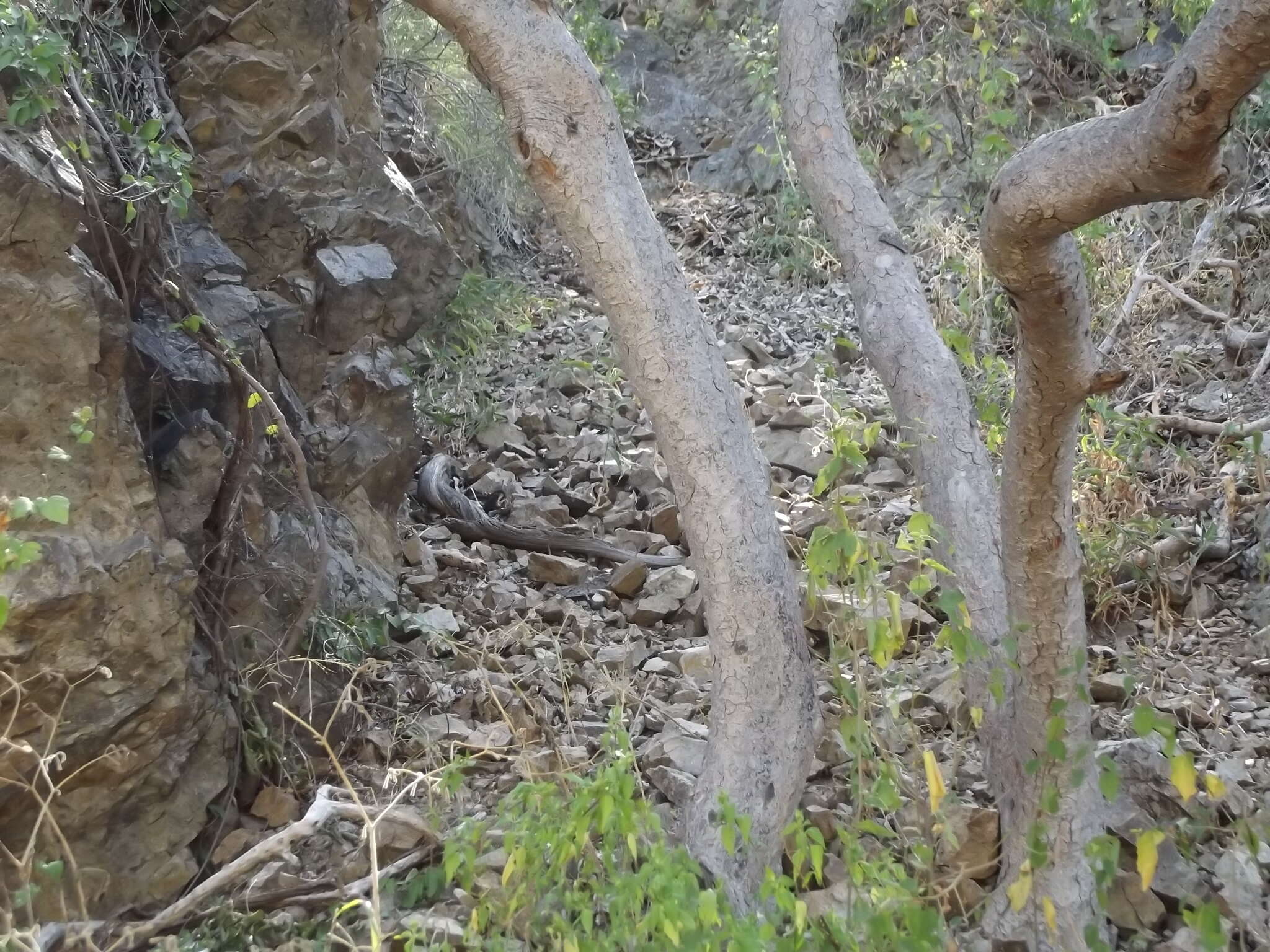 Plancia ëd Bursera cerasiifolia T. S. Brandeg.