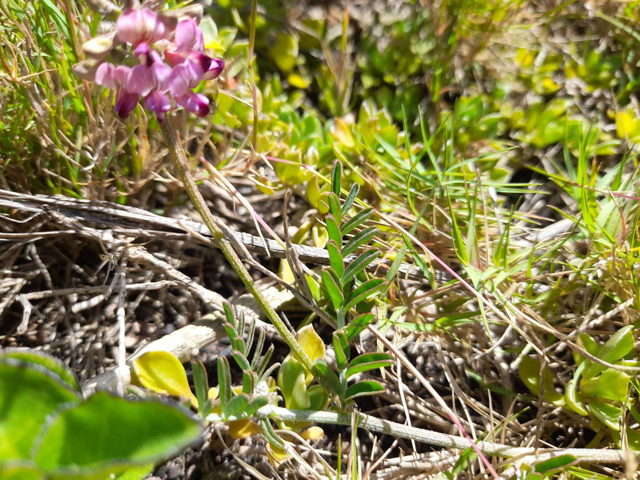 Image of Lessertia stenoloba E. Mey.