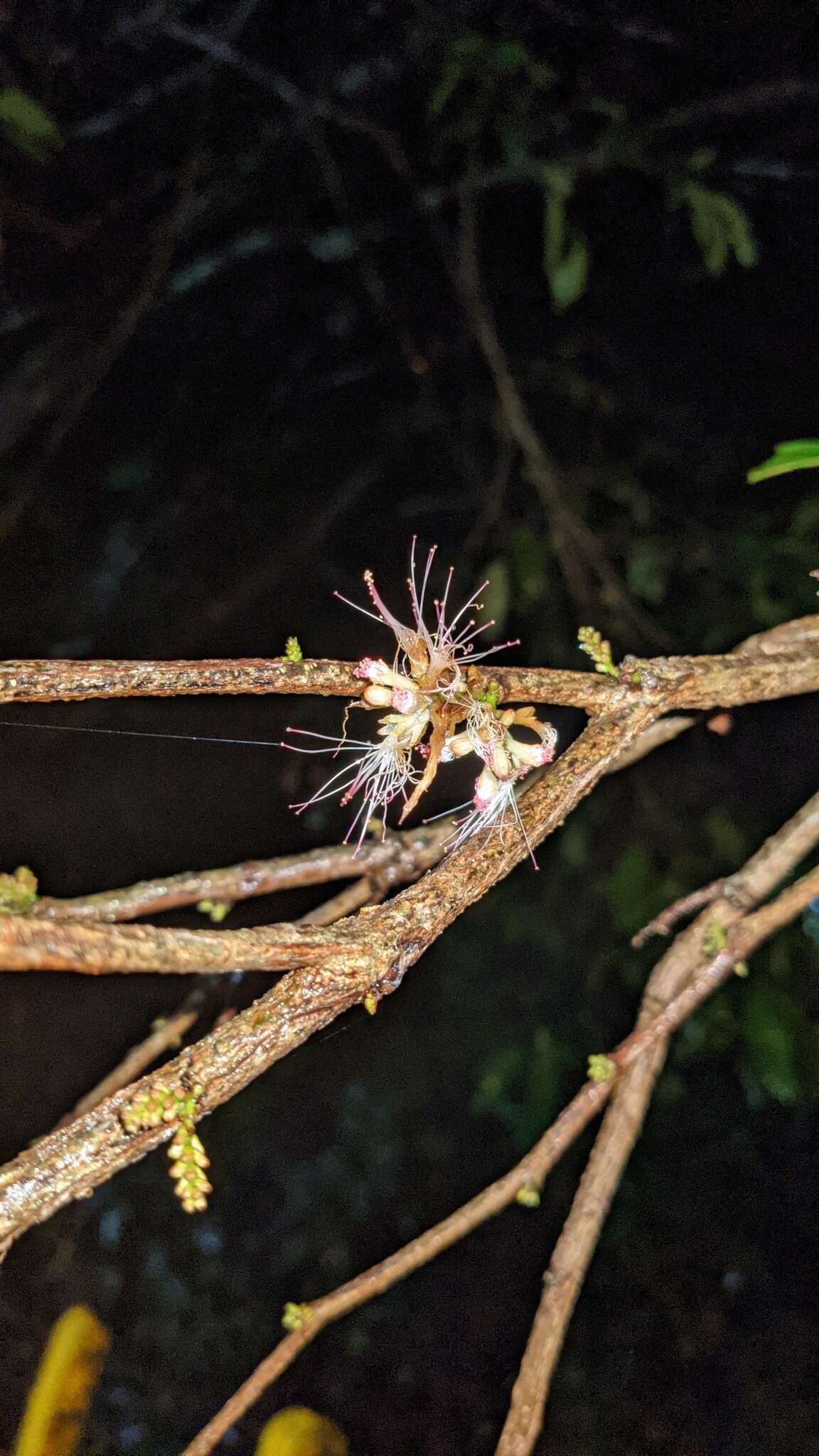 Image of Zygia longifolia (Willd.) Britton & Rose