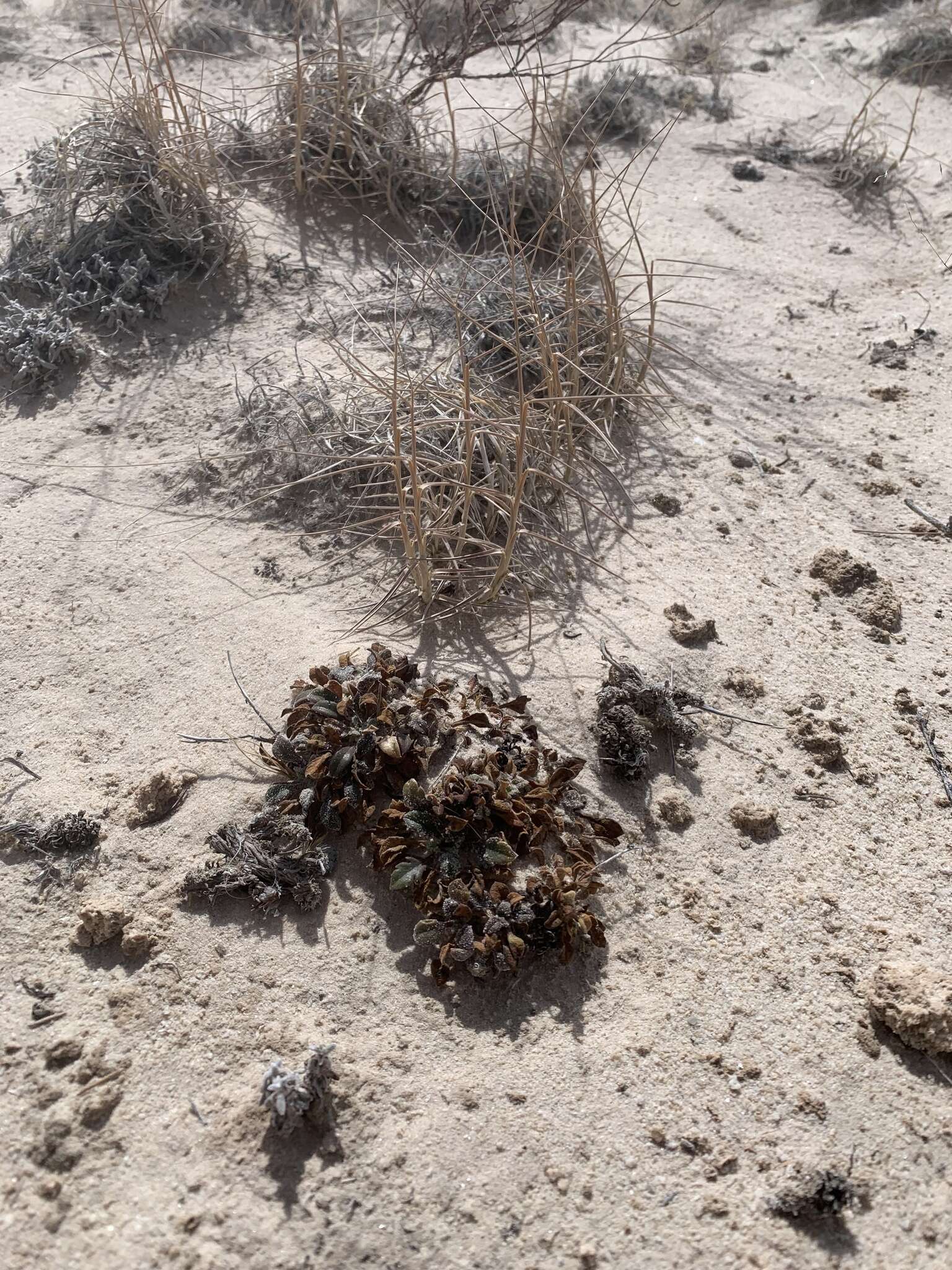 Image of Mussentuchit Creek gilia