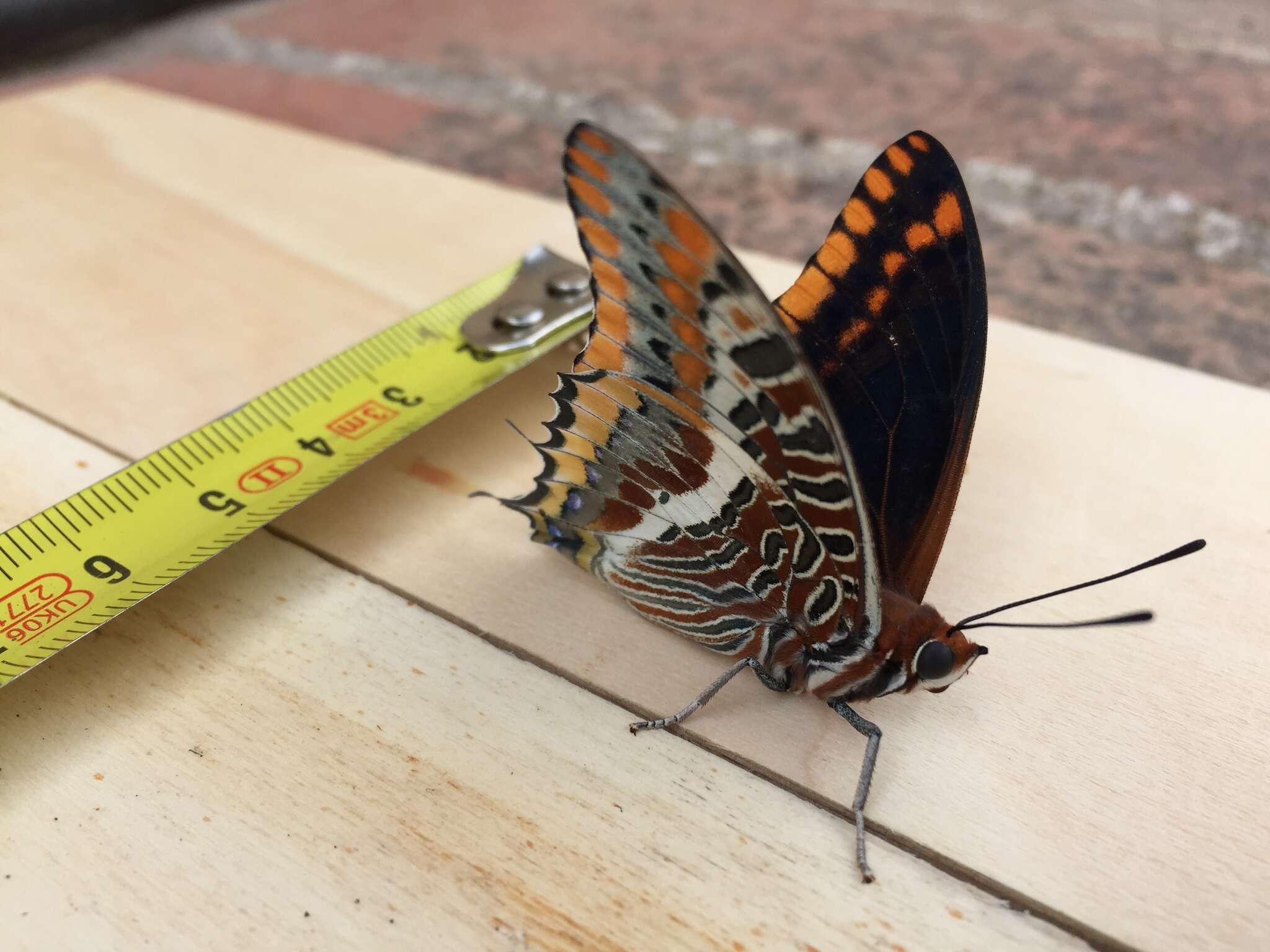 Image of Two-tailed Pasha