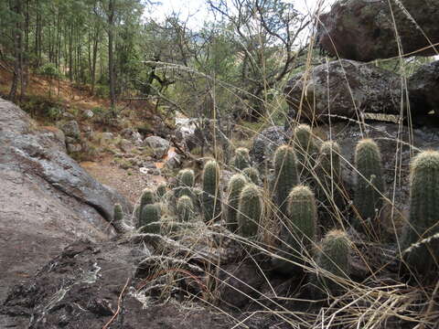 Image of Echinocereus ortegae Rose