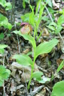 Image of Cypripedium ventricosum Sw.