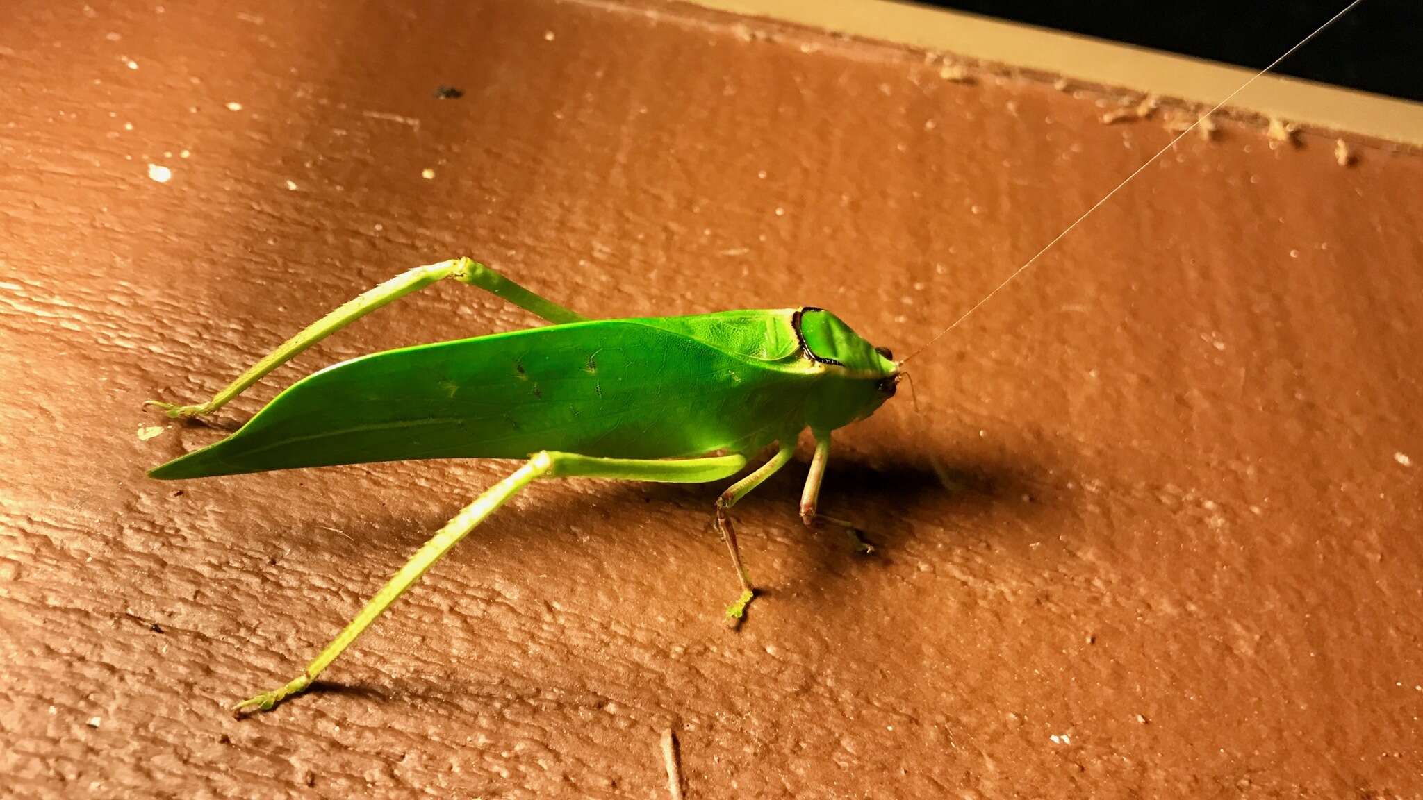 Image of Giant Katydid