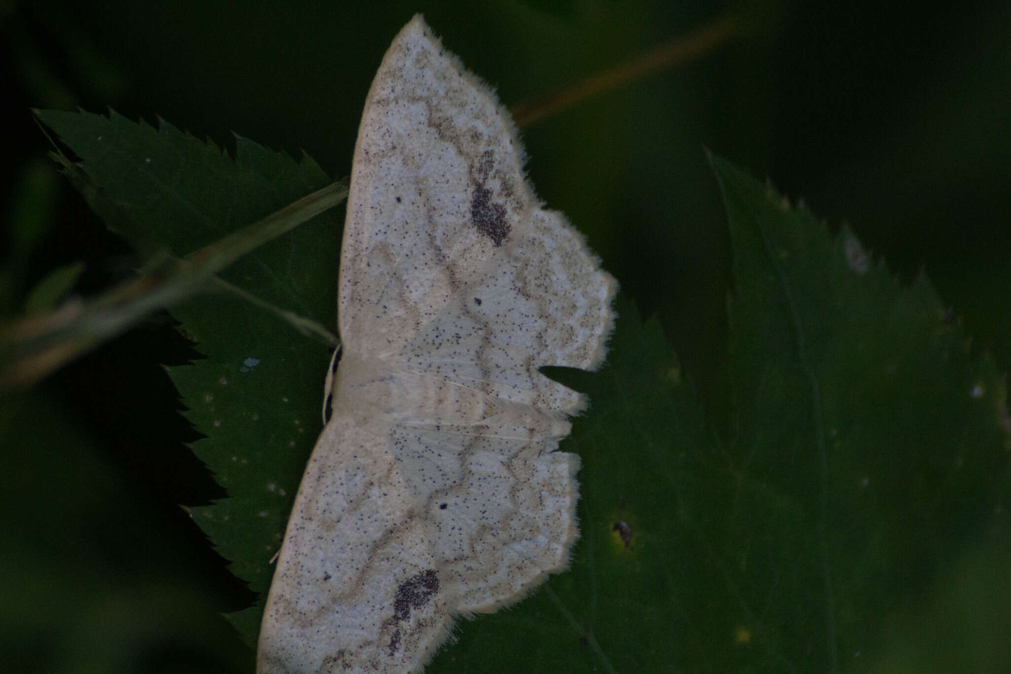 Image of Large Lace-border