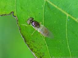 Image of Cephalochrysa canadensis (Curran 1927)