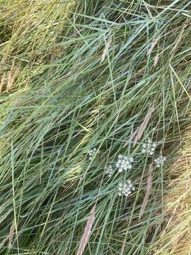 Oenanthe lachenalii C. C. Gmelin resmi