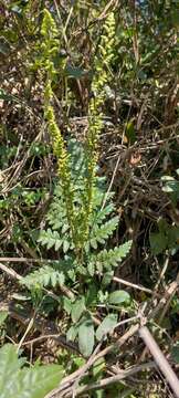 Image de Anemia tomentosa (Sav.) Sw.