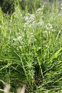 Sivun Galium paniculatum (Bunge) Pobed. kuva