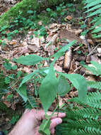 Image of rattlesnakeroot