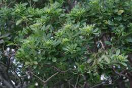 Image of Bush Maerua