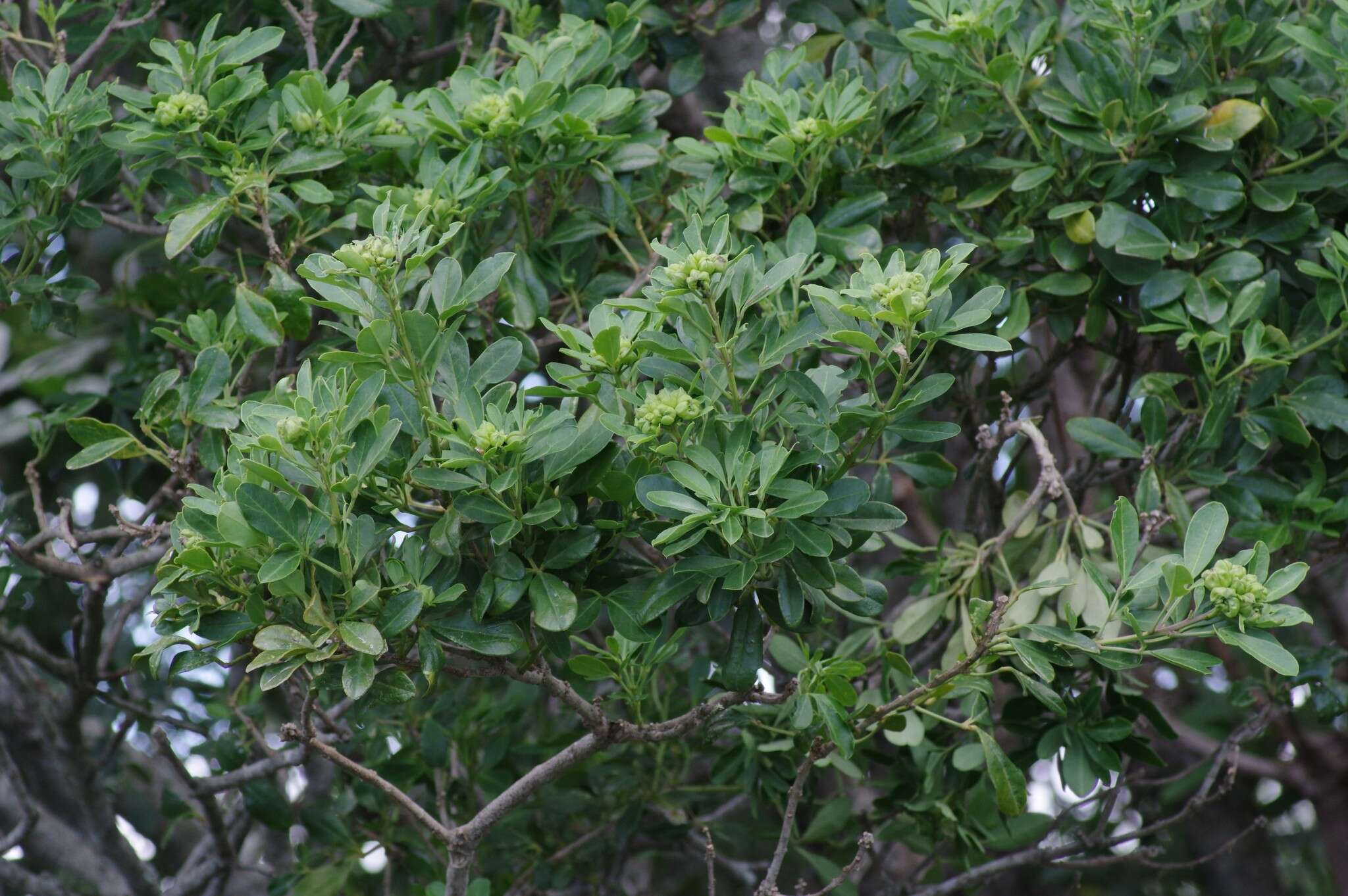 Image of Bush Maerua