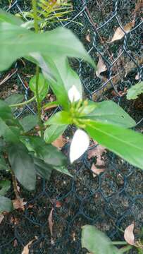 Image of Mussaenda pubescens Dryand.