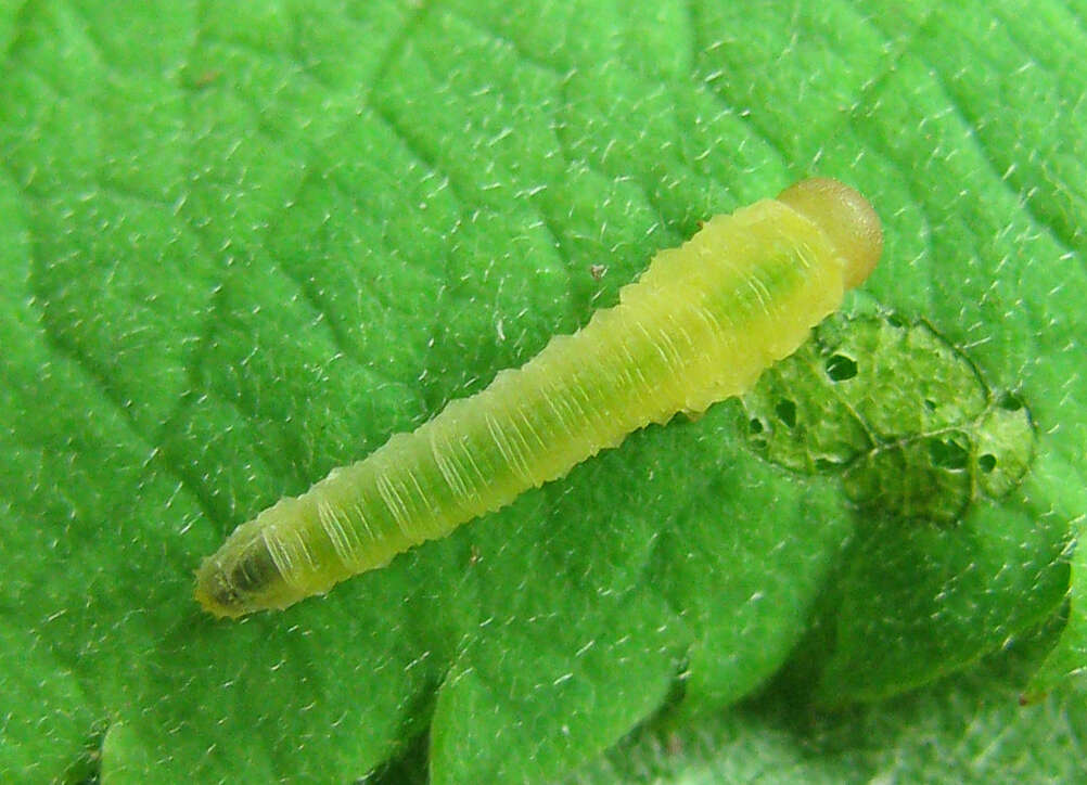 Image of Endelomyia aethiops (Fabricius)