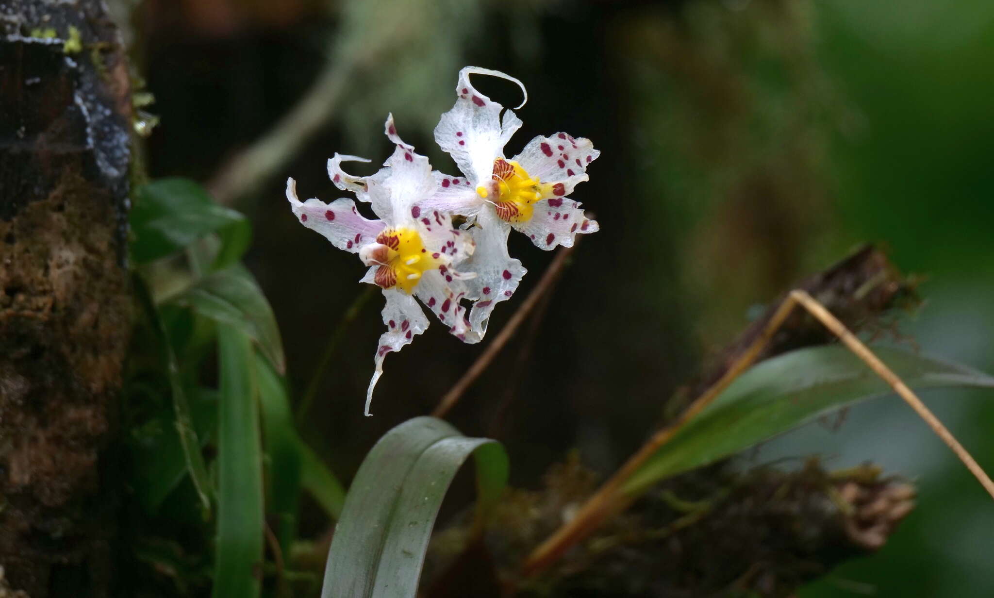 Image of Oncidium cirrhosum (Lindl.) Beer