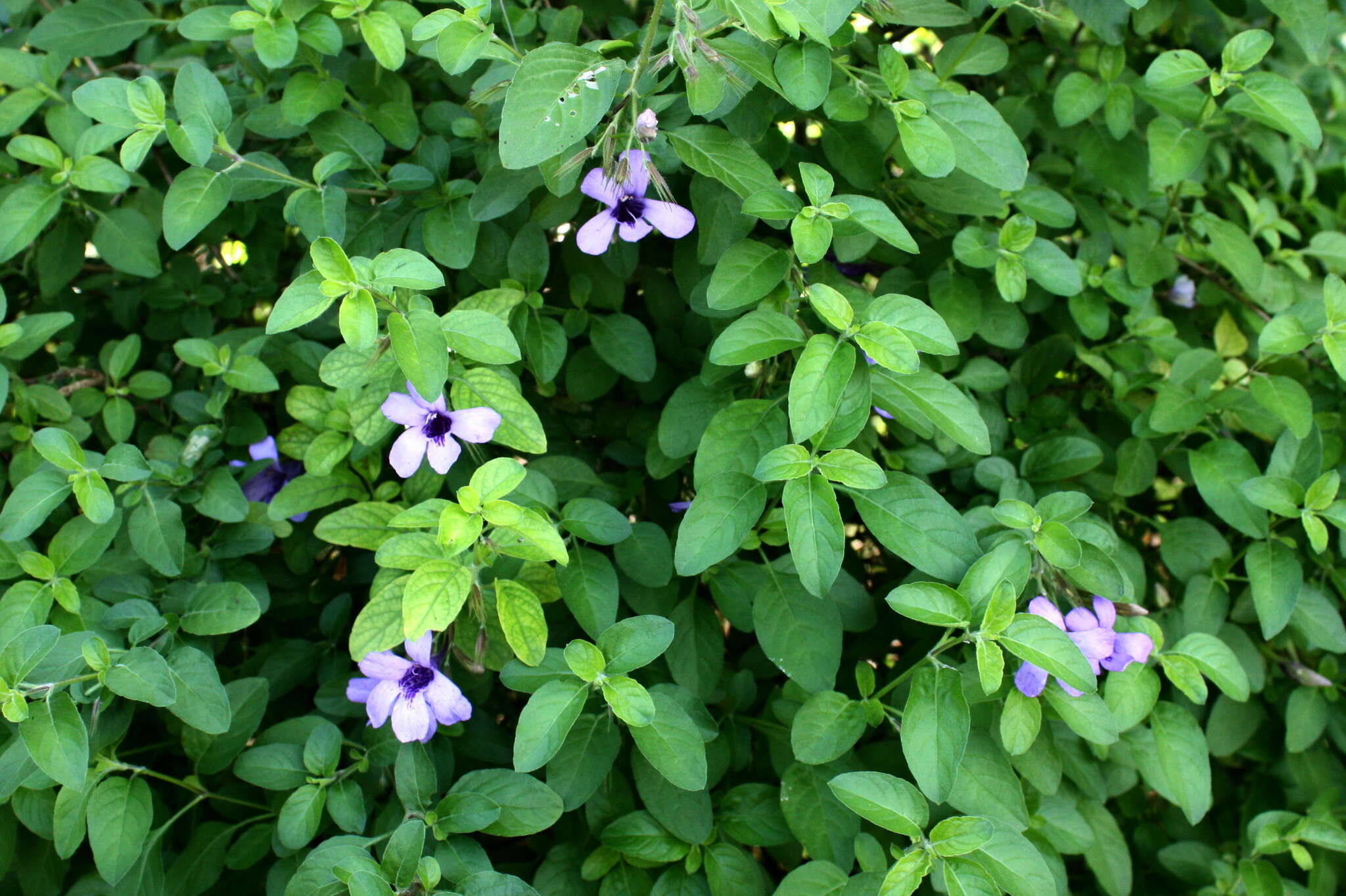 Dyschoriste thunbergiiflora (S. Moore) Lindau的圖片