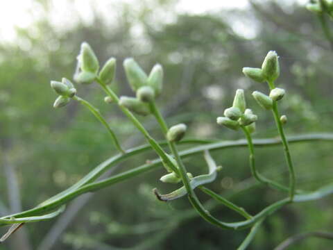 صورة Baccharis penningtonii Heering