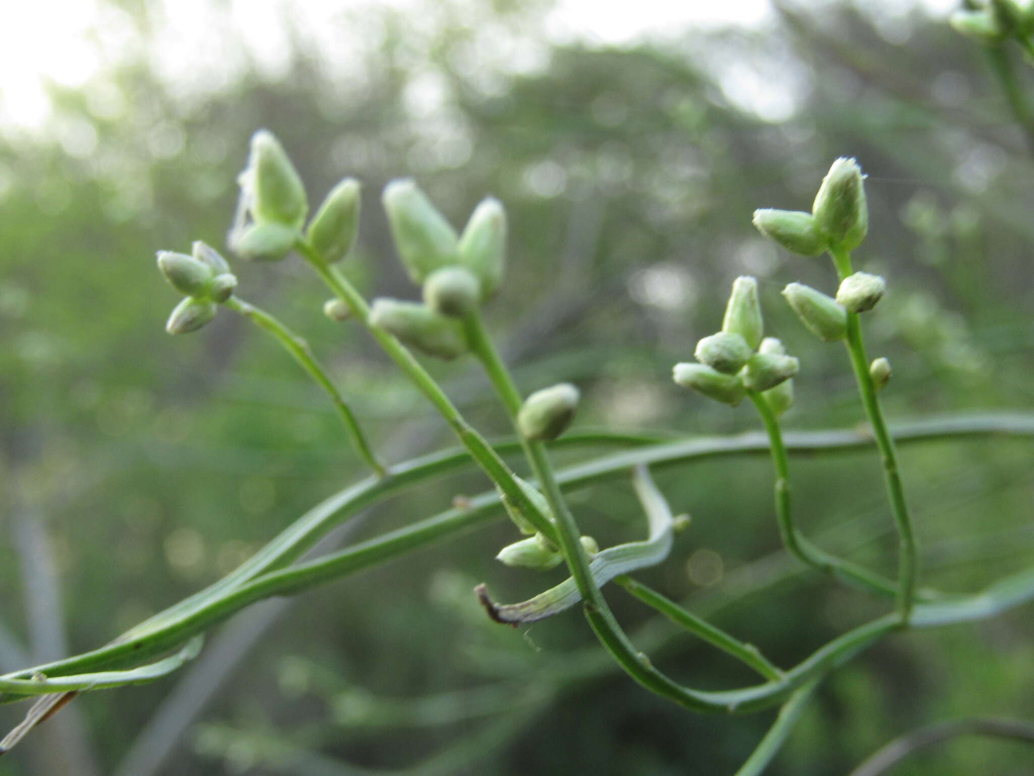 Plancia ëd Baccharis penningtonii Heering