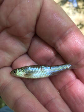 Image of Sand Shiner