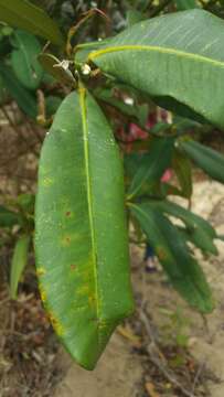 Image de Garcinia pervillei (Planch. & Triana) Vesque