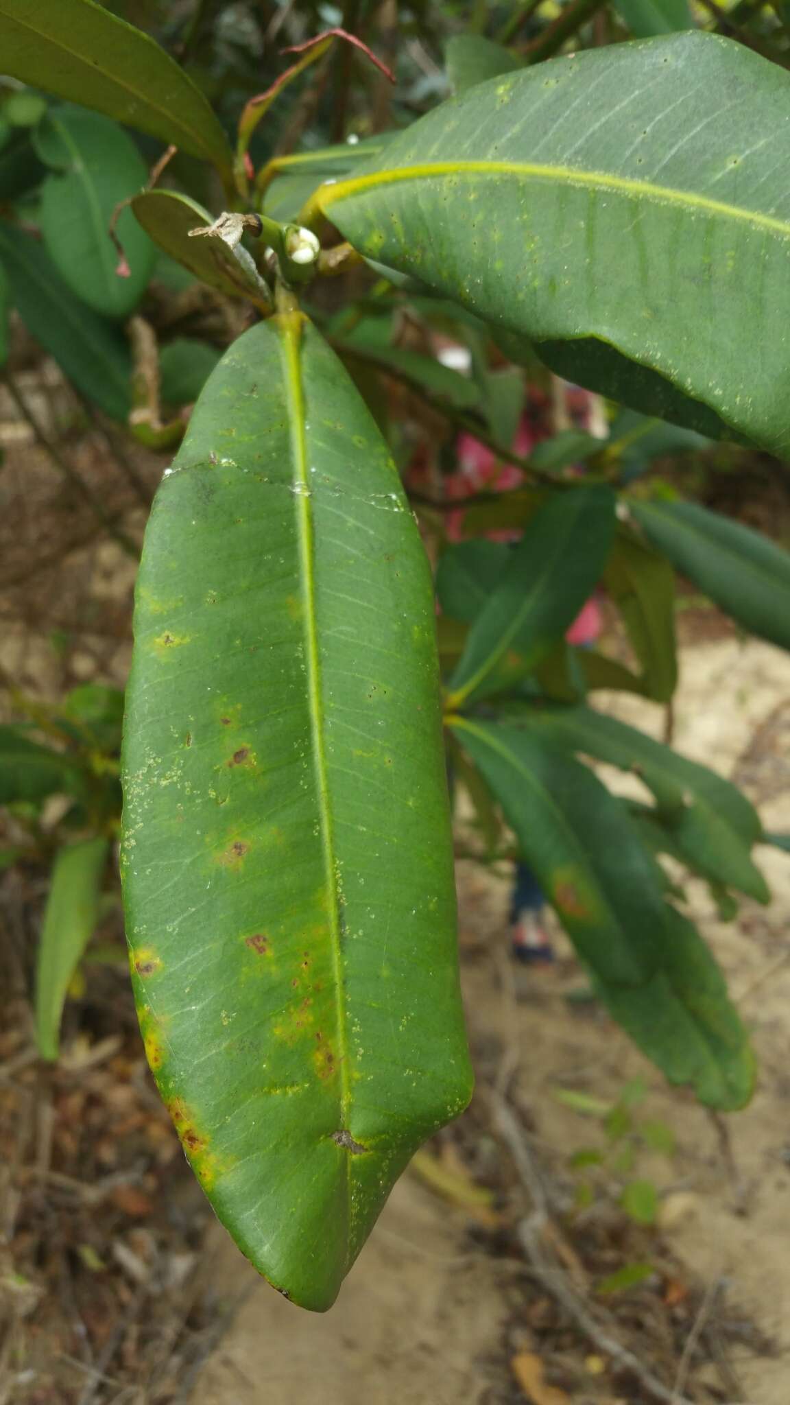 Image of Garcinia pervillei (Planch. & Triana) Vesque