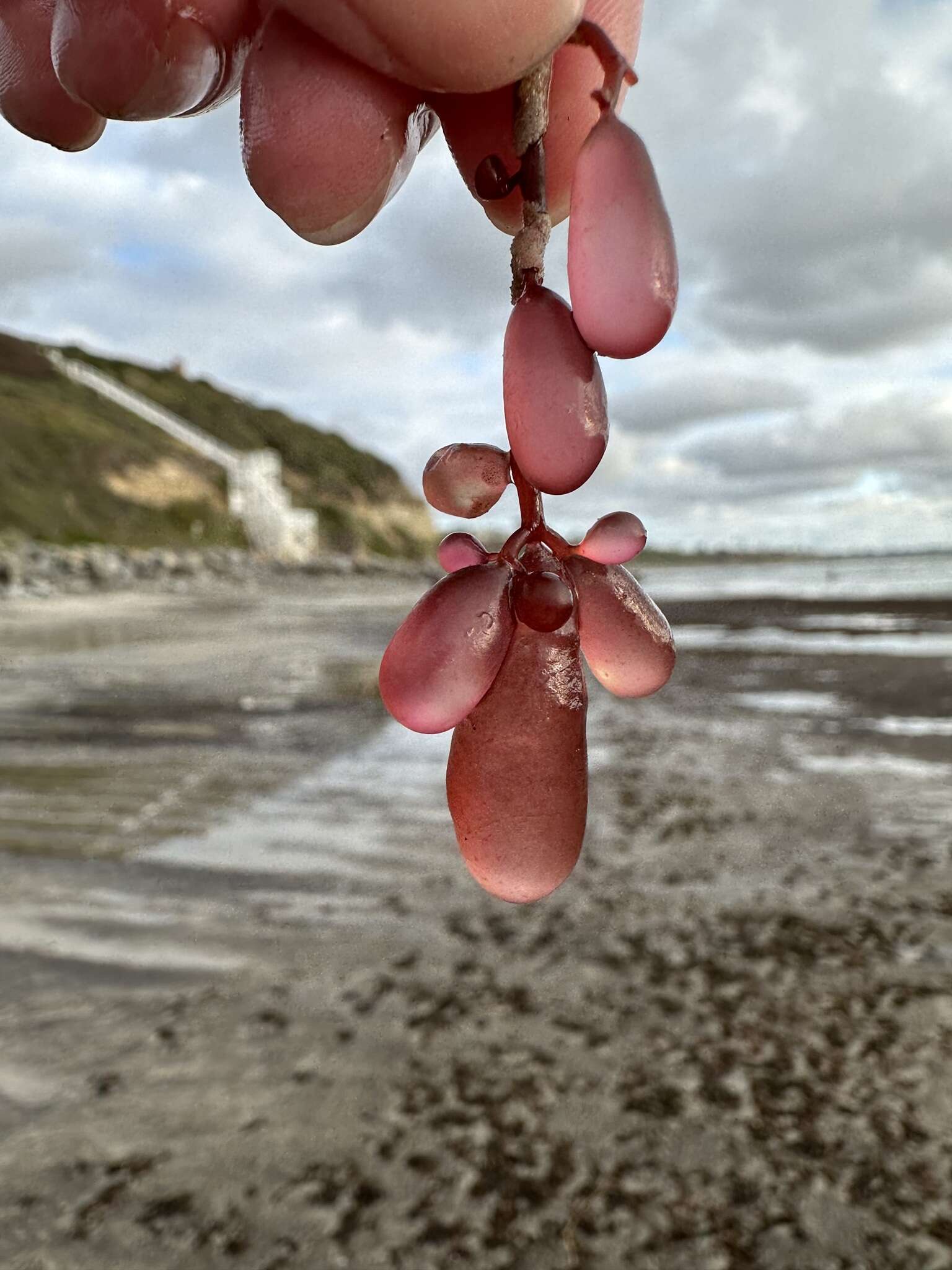 Imagem de Botryocladia pseudodichotoma